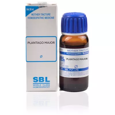 SBL Plantago Major Mother Tincture 1X (Q) (30ml)